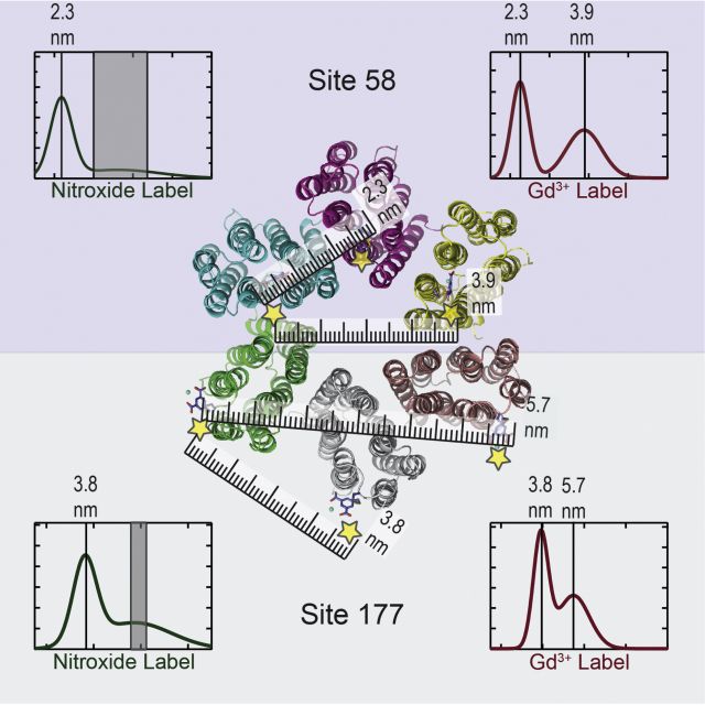 Performing measurements at high magnetic fields with Gd3+spin labels increased the sensitivity considerably and alleviated the difficulties caused by multispin interactions.