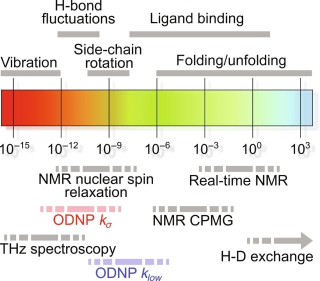 ODNP can capture ps–ns movements of hydration waters with high sensitivity and locality, even in samples with protein concentrations as dilute as 10 µM.