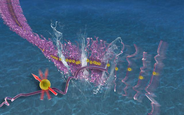 Tau aggregation is accompanied by a dramatic structural transformation within minutes of initiating aggregation