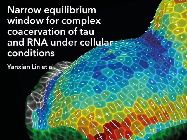 Yanxian Lin's Paper on Tau-RNA Complex Highlighted on eLife