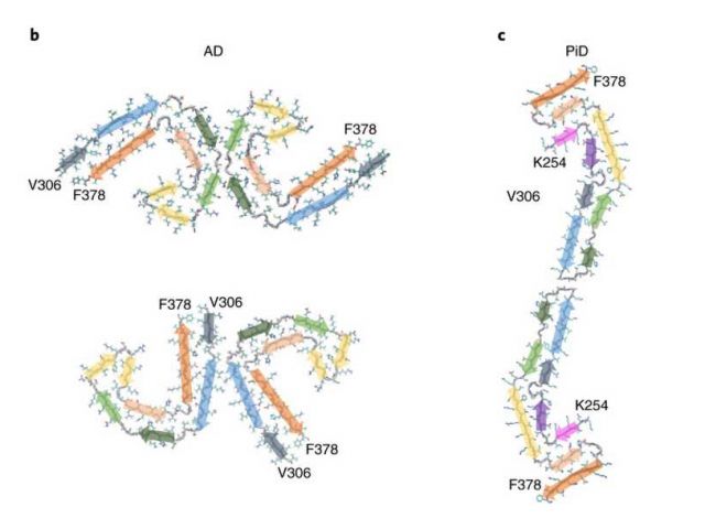 Structures of tau filaments extracted from brains of people diagnosed with tauopathies.